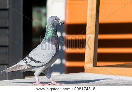 full body of homing pigeon bird on home loft roof