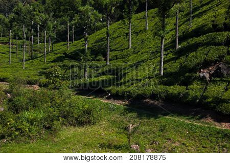 Coonoor, green field, tea plantation. Nilgiri mountain railway India Munnar