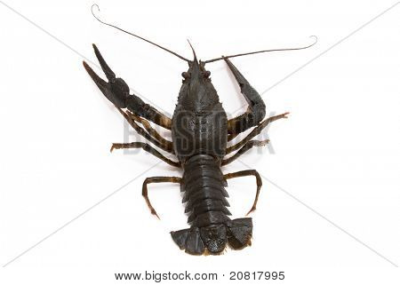 Ųķčnķch Astacus leptodactylus. Úzký Drápal raků na bílém pozadí.