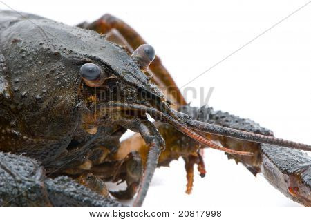 Ųķčnķch Astacus leptodactylus. Úzký Drápal raků na bílém pozadí.
