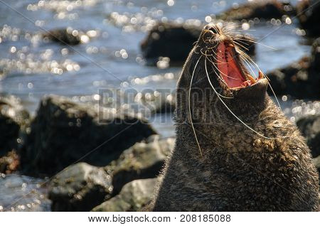 A Fur seal at Godthul, South Georgia,  showing it's teeth