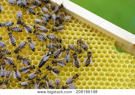 Queen of bees on a honeycomb with bees. Apiculture