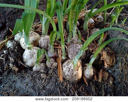 Cluster of Three-cornered Garlic Bulbs in the Woods