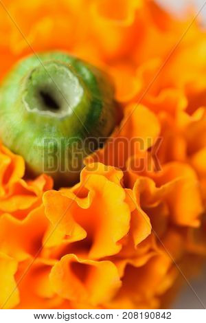 Macro texture of vibrant colored Indian Marygold flowers in vertical frame