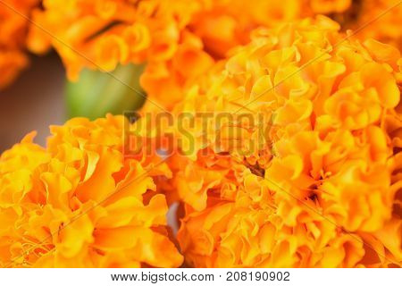 Macro texture of vibrant colored Indian Marygold flowers in horizontal frame