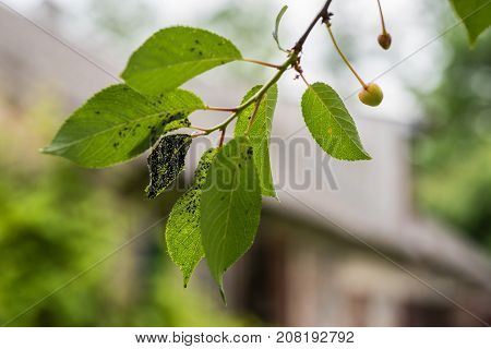 Colony On Blackflies
