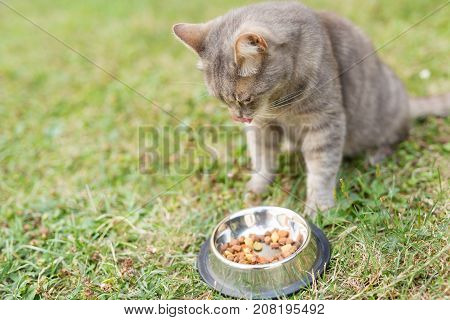 Beautiful tabby cat sitting next to a food bowl placed on the lawn in the backyard eating. Selective focus on the cat