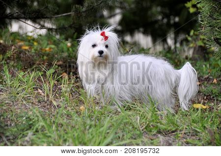Small dog maltezer, in the autumn forest