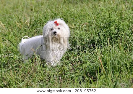 Small dog maltezer, in the autumn forest