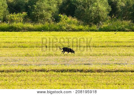 Dog out in the nature. A bucolic scenery.