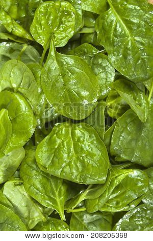 Freshly washed spinach leaves. Background. Close up