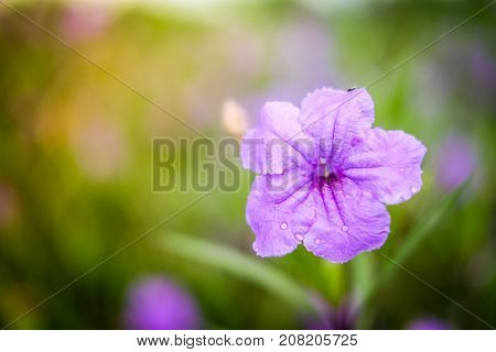 Close up Ruellia tuberosa (Ruellia clandestina) is violet flowers blooming with water drop in the garden with sunshine morning for flower background or texture - nature concept.