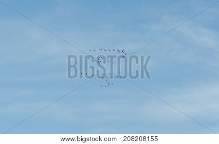 Flock of Common Crane Grus grus flying over La Mancha Spain during their winter migration. It is the only crane commonly found in Europe besides the Demoiselle Crane