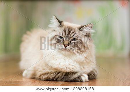 Big fluffy beige cat at the age of 9 months with blue eyes lying on the floor