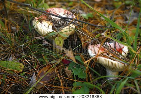 Forest Mushrooms