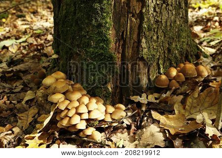 Forest Mushrooms
