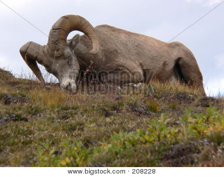Spanie owiec Bighorn