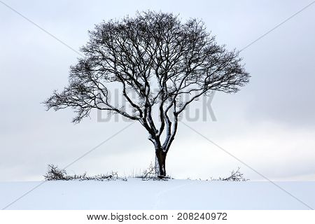 Snowy winter Christmas Landscape.Winter sunset over the snow-covered tree.