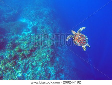 Green sea turtle in deep blue sea water. Sea tortoise underwater photo. Sea animal in coral reef. Coral reef ecosystem. Tropical island vacation activity. Snorkeling or diving in tropical seashore