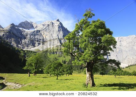 árvores de bordo