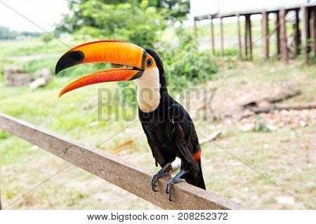 Toco toucan bird with big beak on natural background in boca de valeria brazil. Wildlife and nature habitat concept