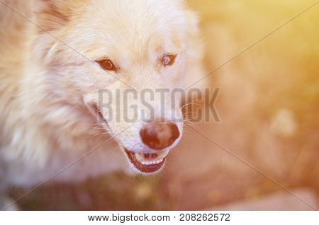 Toned Portrait Of The White Siberian Samoyed Husky Dog With Heterochromia (a Phenomenon When The Eye