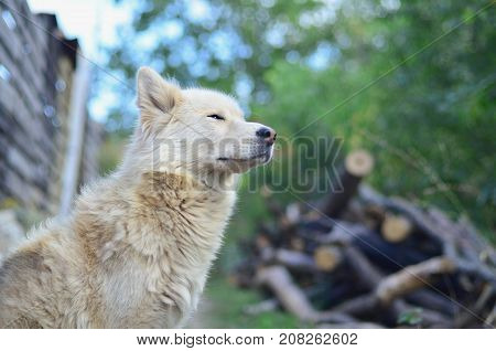 Portrait Of The White Siberian Samoyed Husky Dog With Heterochromia (a Phenomenon When The Eyes Have
