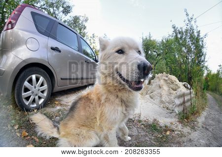 Portrait Of The White Siberian Samoyed Husky Dog With Heterochromia (a Phenomenon When The Eyes Have