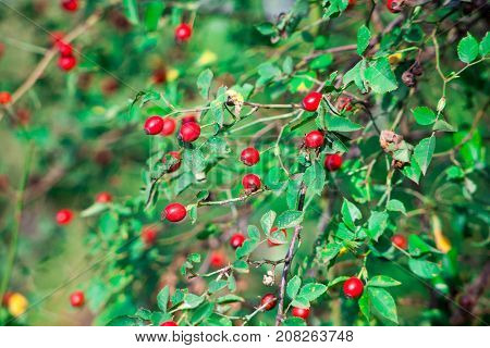 Red berry of dogrose dog-bramble in the autumn garden. autumn branches of a bush of a medical dogrose with red fruits
