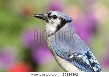 Blue Jay