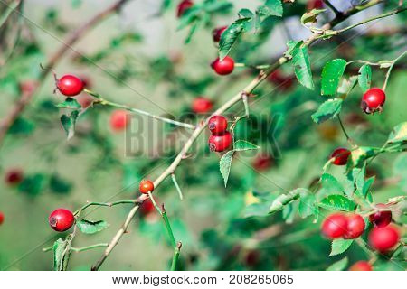 Red berry of dogrose dog-bramble in the autumn garden. autumn branches of a bush of a medical dogrose with red fruits