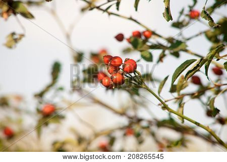 Red berry of dogrose dog-bramble in the autumn garden. autumn branches of a bush of a medical dogrose with red fruits