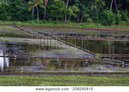 Close-up photograph of paddy fields with crops of rice in Sri Lanka