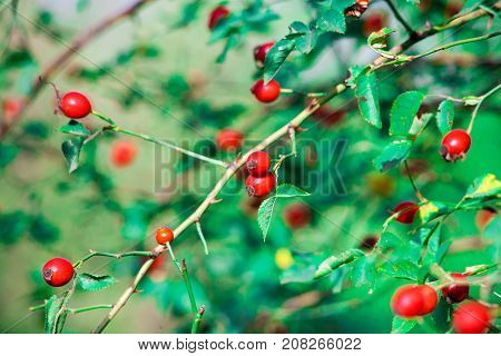 Red berry of dogrose dog-bramble in the autumn garden. autumn branches of a bush of a medical dogrose with red fruits
