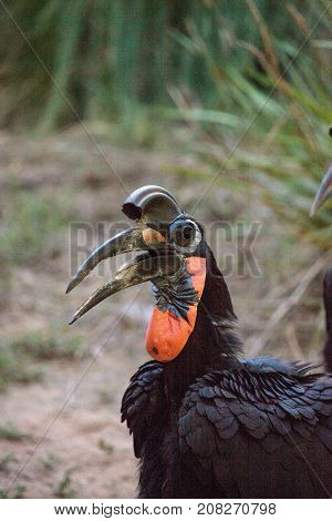 Abyssinian Ground Hornbill, Bucorvus Abyssinicus, Bird