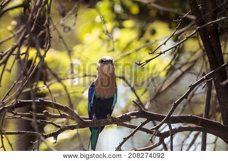 Blue-bellied Roller Called Coracias Cyanogaster