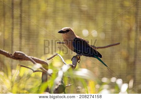 Blue-bellied Roller Called Coracias Cyanogaster