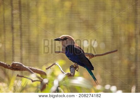 Blue-bellied Roller Called Coracias Cyanogaster