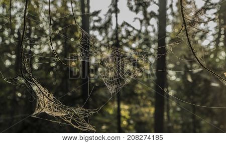 Silver And Golden Cobweb Near Kladska Pond In Autumn Sunny Morning