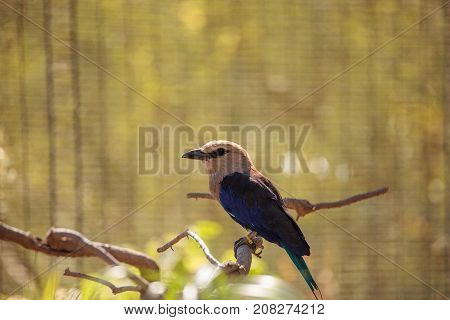 Blue-bellied Roller Called Coracias Cyanogaster