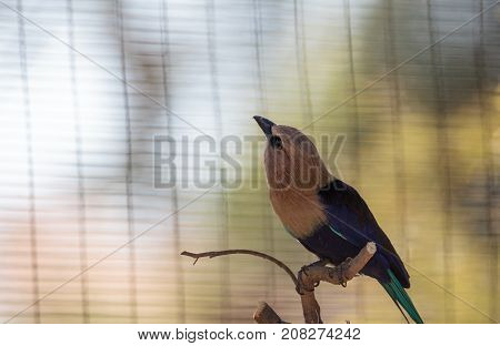 Blue-bellied Roller Called Coracias Cyanogaster