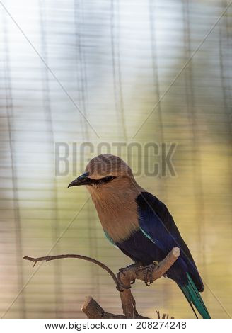 Blue-bellied Roller Called Coracias Cyanogaster