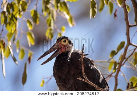 Storms stork called Ciconia stormi is found in Thailand Sumatra and Borneo