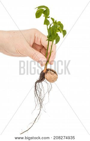 Female hand holds seedling of a walnut isolated on white background