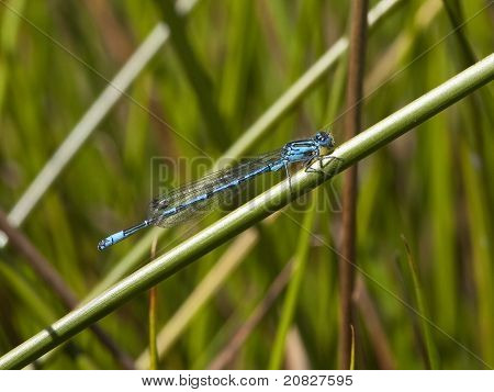 Coenagrion Puella