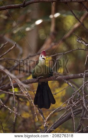 Red-crested Turaco Called Tauraco Erythrolophus