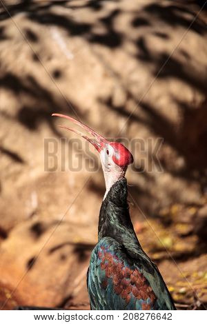 Southern Bald Ibis Known As Geronticus Calvus