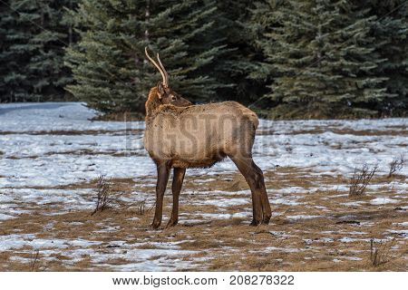 North American Elk