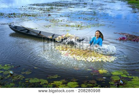 Long An, Vietnam - September 24th, 2017: Farmers are cleaning lilies after harvest under swamps in flood season to bring the agricultural fair trade generate income for families in Long An, Vietnam