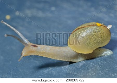 A close up of the small snail.